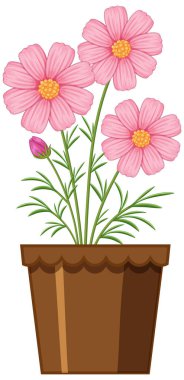 Kahverengi bir kaptaki pembe kozmos çiçeklerinin vektör çizimi. Canlı renkler ve detaylı çiçek elementleriyle basit kompozisyon
