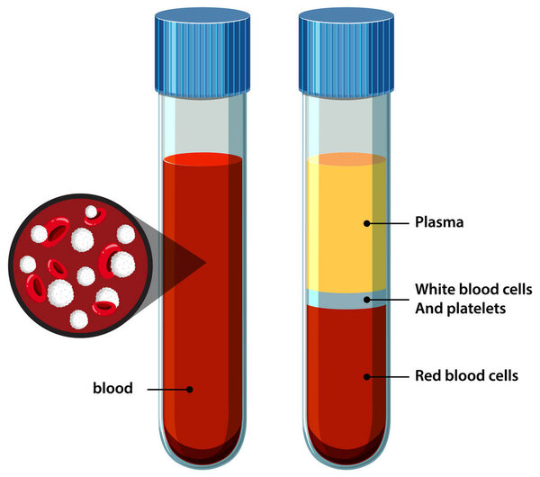 Vector illustration of two test tubes showing whole blood and separated blood components, with labeled plasma, white blood cells, platelets, and red blood cells