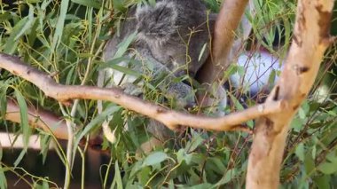 Koala okaliptüs dallarının arasında dinleniyor.