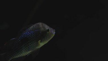 Karanlık bir akvaryumda sakince yüzen tek bir balık.