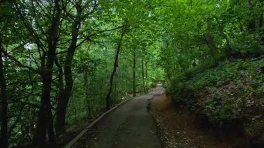 Serene, yemyeşil orman yolunda yürü