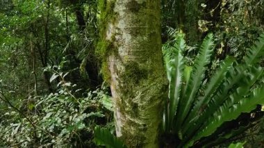 Dorrigo 'daki canlı bir yağmur ormanının panoramik görüntüsü, ağaç eğreltiotu ve yosun kaplı doğal ışık gövdeleri