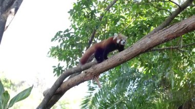Avustralya Hayvanat Bahçesi 'nde Kızıl Panda yön bulma dalları