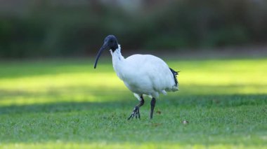 Ibis otların üzerinde yürüyor ve yiyecek arıyor