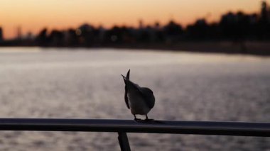 Kuş gün batımında raylara tünedi.