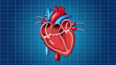 Bir insan kalbinin ritmik bir şekilde mavi bir şebekeye karşı atması, kardiyovasküler fonksiyonu dinamik hareketle gösteriyor.