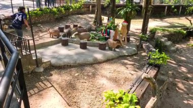 Ziyaretçiler hayvanat bahçesi ortamında kapibaralarla meşgul oluyor