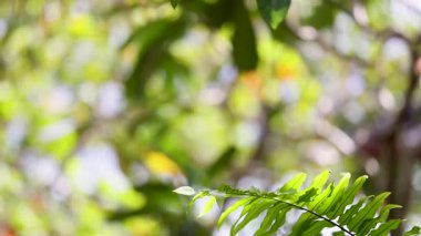 Eğreltiotu yapraklarının yakın plan bulanık arka plan