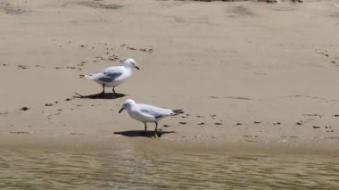 Yürüyüş yapan martılar, sakin bir sahilde gagalıyorlar.