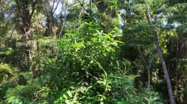 İnsansız hava aracı dinamik ışıklandırma ve dinamik atmosfer ile canlı yağmur ormanlarını yakalar ve doğal ortamlarda çeşitli bitki örtüleri sergiler.