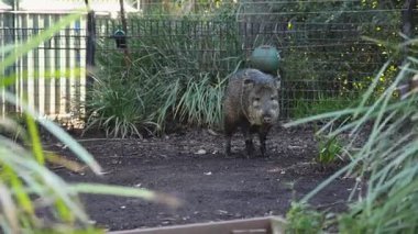 Hayvanat bahçesinde yürüyen yaban domuzu.