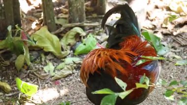 Khao Kheow Hayvanat Bahçesi 'nde yeşillik keşfeden horoz.