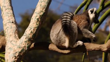 Lemur ağaç dallarıyla etkileşim halinde
