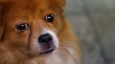 Uykulu bir köpek Vietnam 'da huzur içinde dinleniyor.