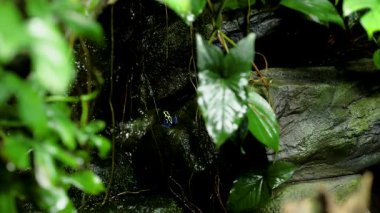 Bir kurbağa yemyeşil yaprakların arasında dolaşır.