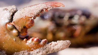 Kuma bulanmış dev bir çamur yengeç pençesi güneşli bir plajda yavaşça açılıp kapanıyor. Sığ alan derinliği, doğal ışıklandırma.