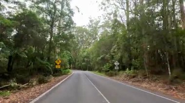 Büyük Okyanus Yolu boyunca uzanan yoğun ormanda sakin bir yolculuk canlı yeşillikler ve yumuşak, doğal aydınlatma altında dolambaçlı yollar sergiliyor.