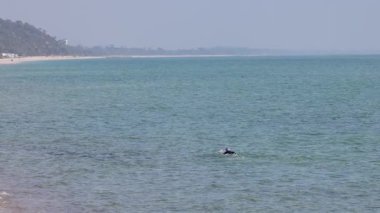 Mornington Yarımadası 'nda okyanusta yüzen sporcu