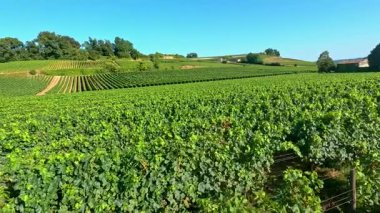 Bereketli Üzüm bağları Açık Mavi Gökler Altında
