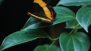 Kelebek dinleniyor ve yeşil yapraklar üzerinde hareket ediyor