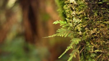 Yeşillik yağmur ormanlarında yosun kaplı ağaçlara yakın çekim