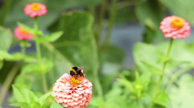 Yaban arısı bahçede bir zinya çiçeğini döllüyor.