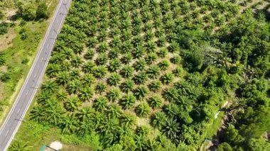 Drone görüntüleri Phuket, Tayland 'daki yemyeşil bir palmiye tarlasını yakalıyor. Parlak güneş ışığı altında düzenli sıralar halinde ağaçlar sergileniyor.