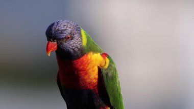 Farklı kafa hareketleri gösteren bir papağan.