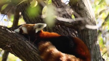 Kızıl panda ağaçta huzur içinde uyuyor.