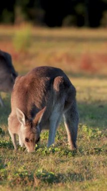Yetişkin kanguru ve genç joey, güneşli otlaklarda otlarlar. Sıcak, doğal bir ışıkta sabit bir kamera ve sığ bir alan derinliğinde yakalanırlar.