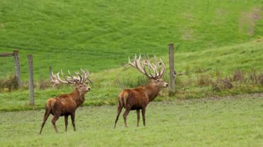 İki yetişkin geyik boynuzlu geyik, yeşil çitli bir alanda yürür ve otlarlar. Doğal gün ışığı altında, sabit bir kamerayla yakalanırlar.