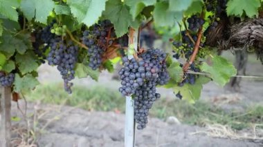 Bordeaux üzüm bağında üzümlere yakın çekim