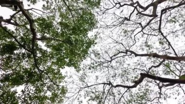 Ağaç dalları ve yapraklar gökyüzüne karşı