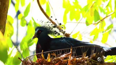 Chonburi hayvanat bahçesinde güvercin yuvası.