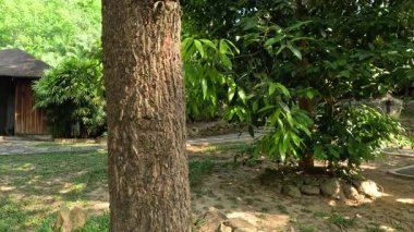 Ağaç gizlenir ve kır bahçesindeki kulübeyi ortaya çıkarır.