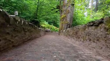 Huzurlu bir yürüyüş orman yolunda