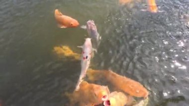 Koi balığı bir gölde yemek için akın eder.