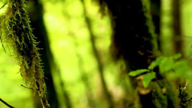 Yosun kaplı dalları olan yemyeşil bir orman