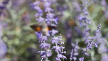 Sinekkuşu güvesi lavanta çiçekleriyle besleniyor
