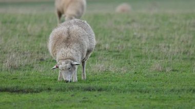 bir alanda çim yeme koyun