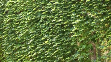 Bir duvarı saran yemyeşil sarmaşık