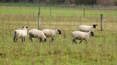 Koyunlar Tekapo Gölü yakınlarındaki yemyeşil bir arazide huzur içinde otluyor, yumuşak doğal aydınlatma altında, sakin kırsal yaşam sergiliyor.