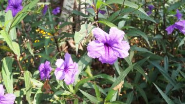 Mor çiçekler usulca rüzgarda sallanıyor.