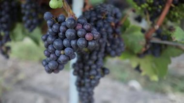 Sarmaşıkta olgunlaşan üzümlere yakın çekim