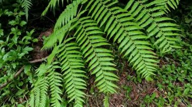 Doğal yaşam alanında yeşil eğreltiotu yaprakları