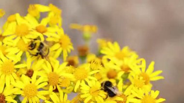sarı çiçek nektarı toplamak arı