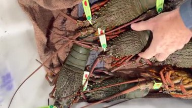 Satıcılar tarafından kontrol edilen ıstakozlar.