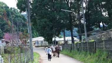 Yük dolu bir at kırsal yolda yürüyor
