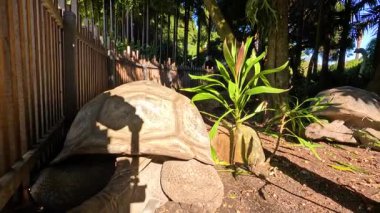 Dev kaplumbağa hayvanat bahçesinde yavaşça hareket ediyor.