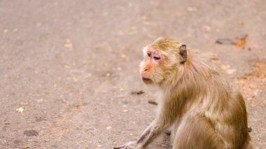 Maymun Chonburi 'de bir sokakta otururken görmüş.